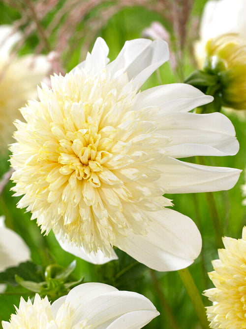 Dahlia Platinum Blonde dahliaknölar