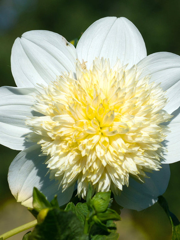 dahliaknölar Dahlia Platinum Blonde