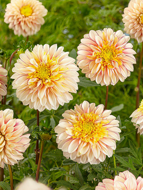 Dahlia Polka