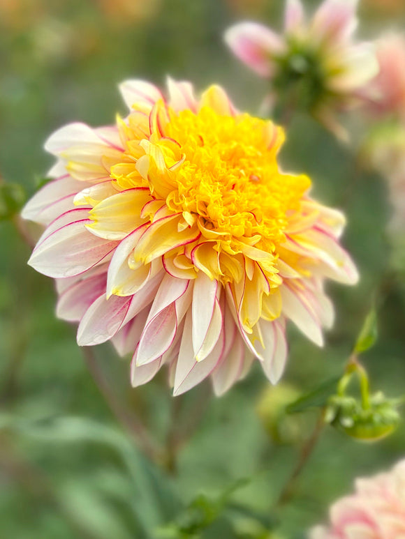 Närbild av Dahlia ‘Polka’ i solen