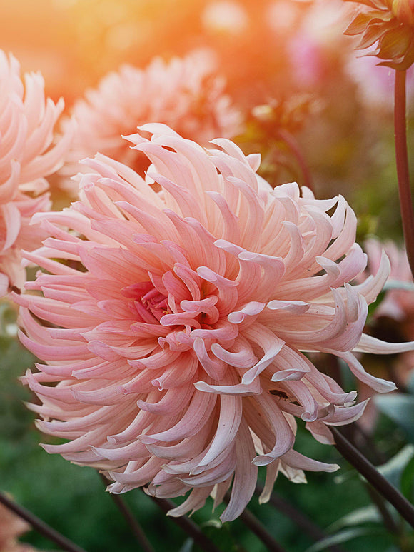 Färska knölar av Dahlia Preference redo för plantering
