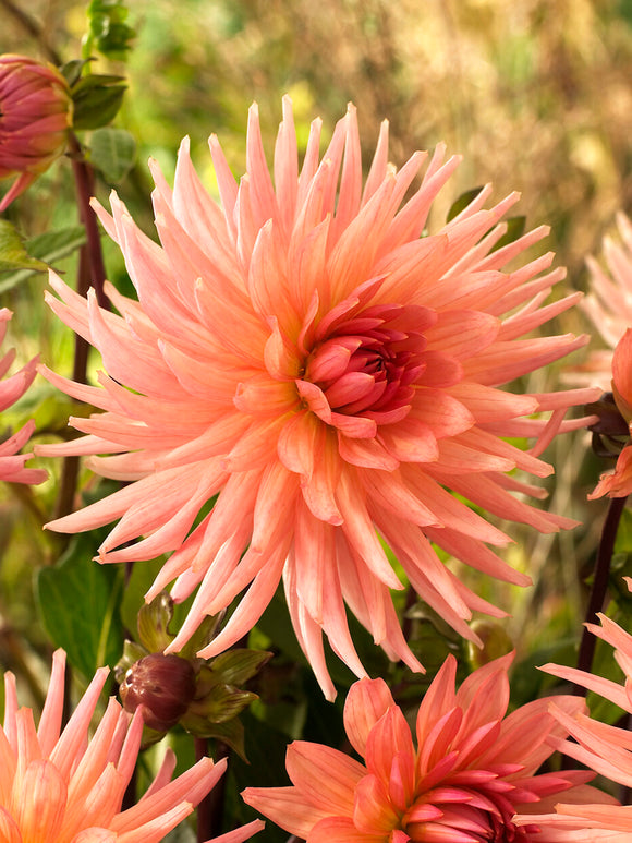 Premiumknölar av Dahlia Preference