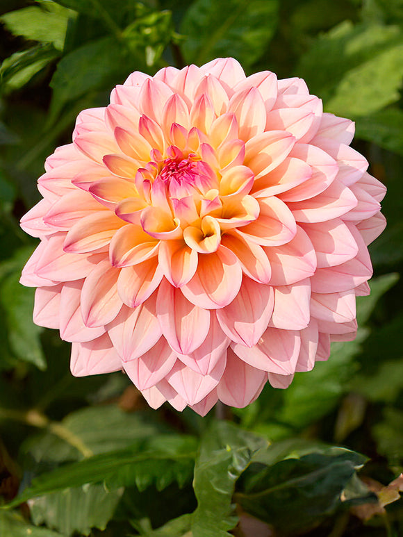 Dahlia ‘Princesse Elisabeth’ i rosa och gult