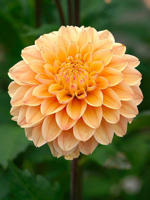 Närbild av dekorativ dahlia ‘Princesse Elisabeth’