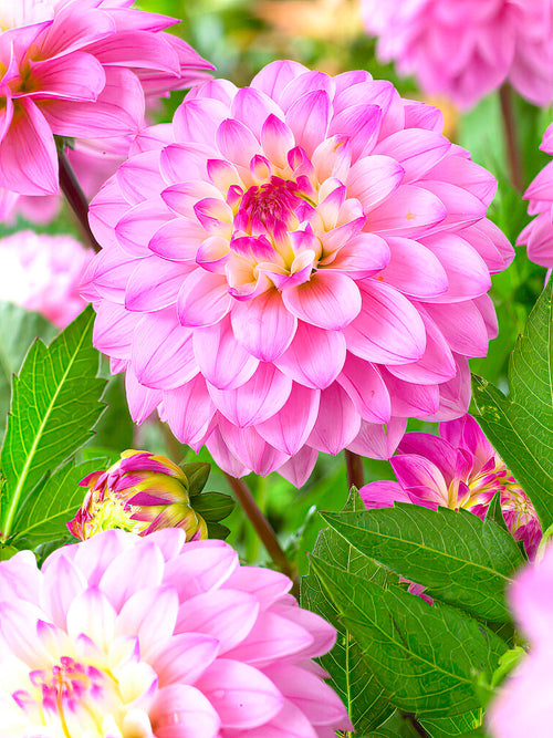 Dahlia Princesse Laetitia i blom i sommarträdgård