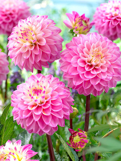 Närbild av rosa dekorativ dahlia
