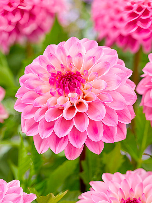 Dahlia ‘Princess Laetitia’ i rosa och gult