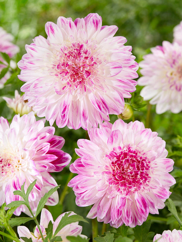 Romantisk Dahlia ‘Que Sera’ i sommarblommande rabatt