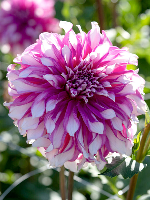 Dahlia Radegast Köp dahliaknölar | Sommarfavoriter | Högsta kvalitet