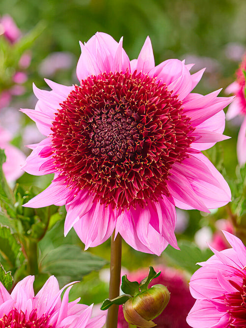 Dahlia ‘Raspberry Puff’ i rosa och gult