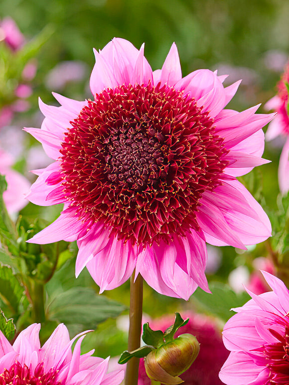Dahlia ‘Raspberry Puff’ i rosa och gult