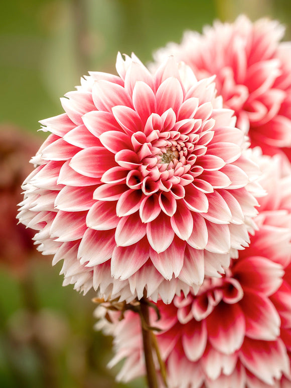Dahlia ‘Red and White Fubuki’ med rödvita fransade blommor