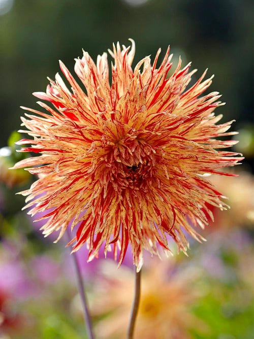 Dahlia ‘Rejman’s Firecracker’ med orange och röda fransade blommor