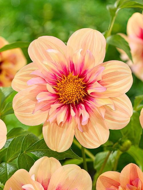 Collarette-dahlia ‘Rhubarb and Custard’ i full blom