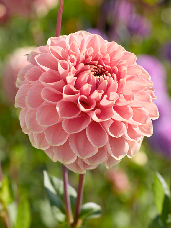 Dahlia ‘Romance’ med persiko- och laxrosa blommor