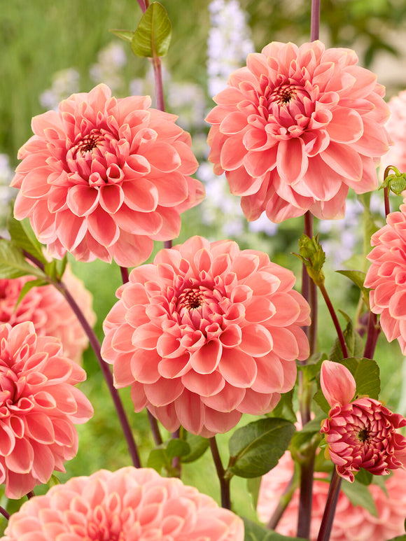 Grupp av Dahlia ‘Romance’ i mjuka pastelltoner
