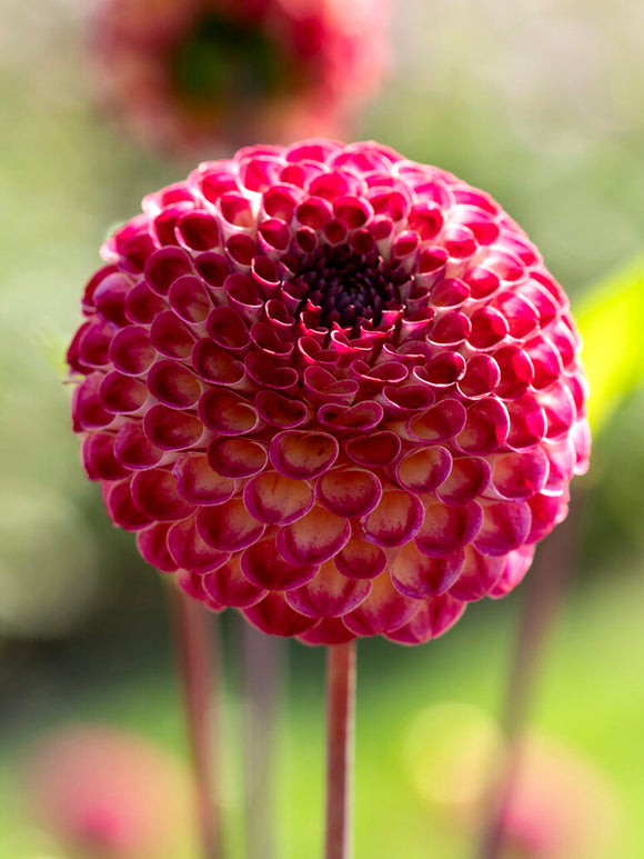 Dahlia ‘Ryecroft Blackberry’ med mörkröda pomponblommor