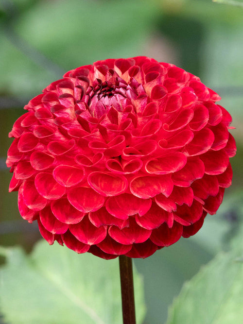 Närbild på klotrunda Dahlia ‘Ryecroft Blackberry’