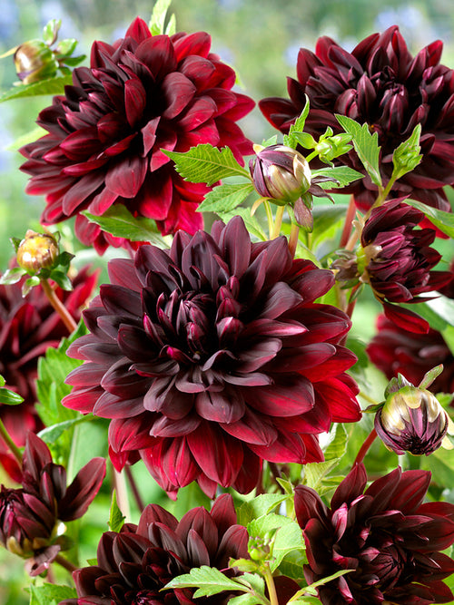 Dahlia Sam Hopkins