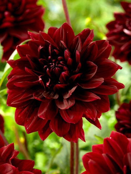 Dekorativdahlia Sam Hopkins