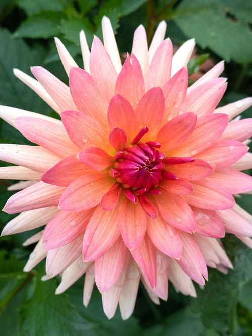 Dekorativ dahlia ‘Schneckenstein’ i full blom