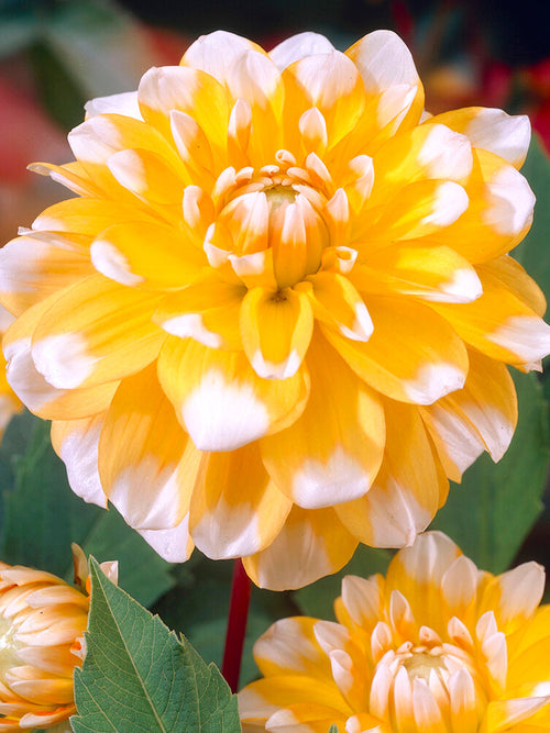 Köp Dahliaknölar Dahlia Seattle
