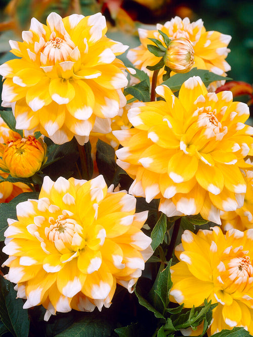 Vårplantering Dahlia Seattle