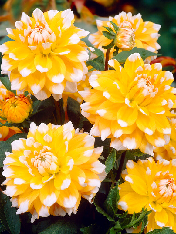 Vårplantering Dahlia Seattle