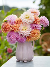 Dahlia Serene Pastel Kollektion