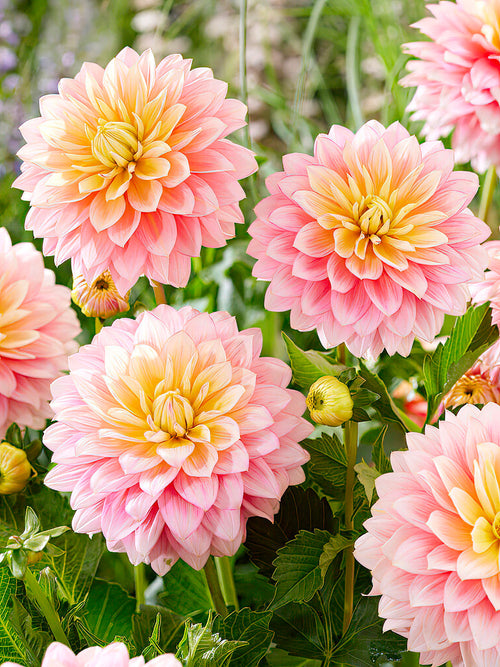 Dahlia Sheer Heaven
