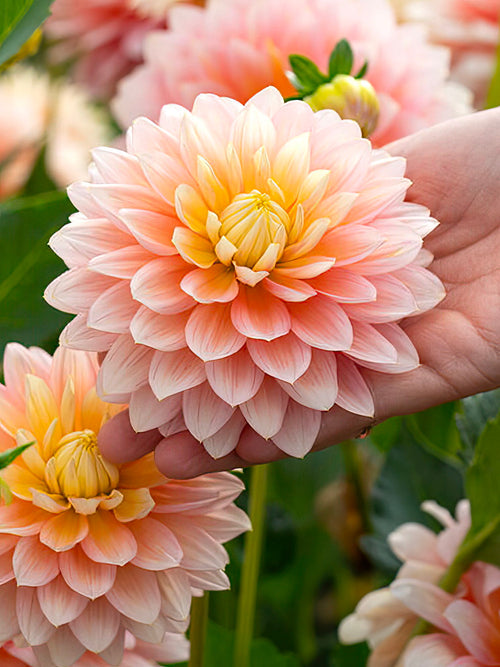 Dahlia ‘Sheer Heaven’ aprikos, rosa och kräm