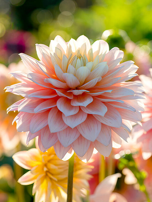 Dahlia Sheer Heaven
