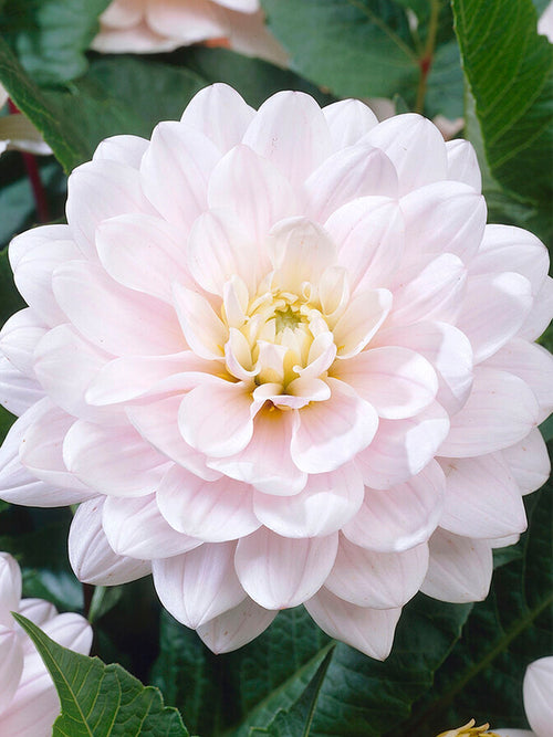 Dahlia Silver Years | DutchGrown™ Sverige