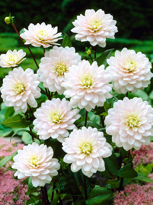 Dahlia Silver Years