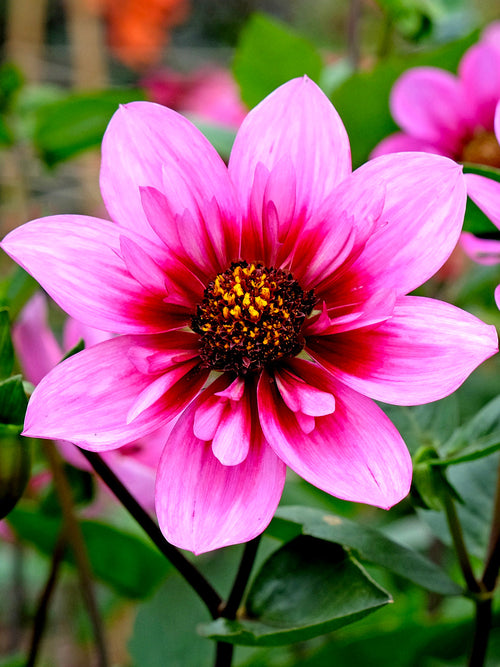 Pollinatörsvänlig Dahlia ‘Skyfall’ i trädgård