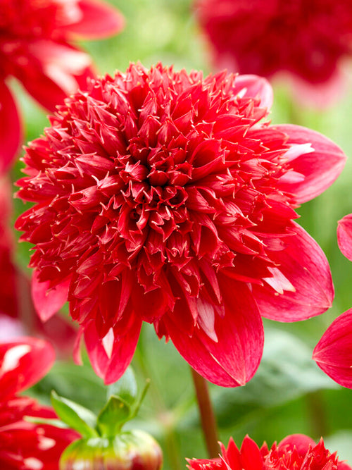 Dahlia Speech | DutchGrown™ Sverige