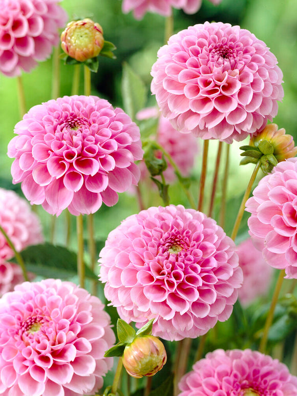 Vårplantering Dahlia Stolze von Berlin