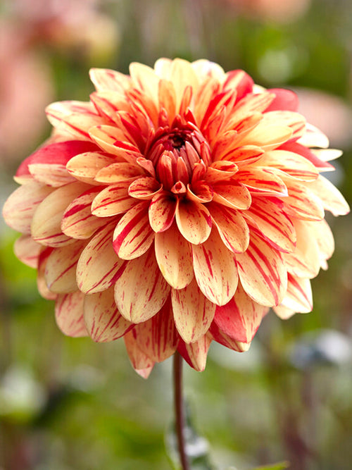 Vattenlilja Dahlia Striped Nagano