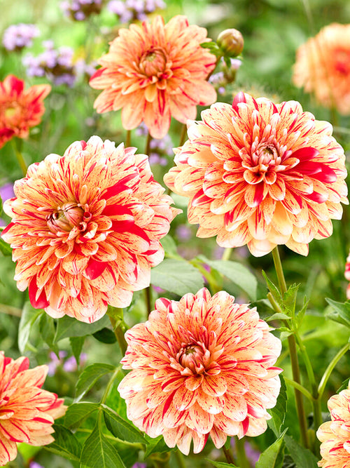 Dahlia Striped Nagano | DutchGrown™ Sverige