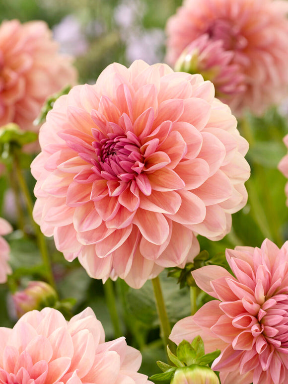Dahlia ‘Sturm Sweet Maria’ med aprikos och rosa blommor