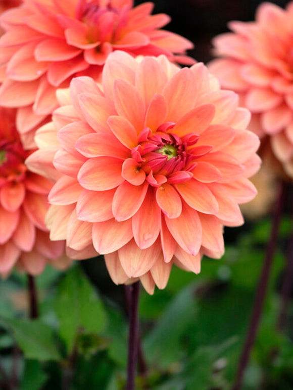 Köp Dahliaknölar Summer Flame