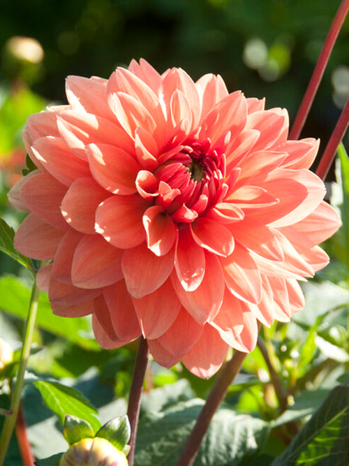 Dahlia Summer Flame | DutchGrown™ Sverige