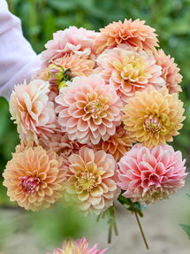 Dahlia Sunrise Serenade Kollection