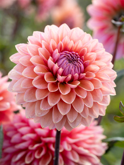 Dahlia ‘Sweet Sanne’ med aprikos och puderrosa blommor