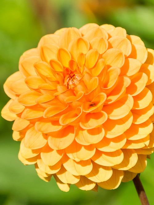 Bolldahlia Sylvia