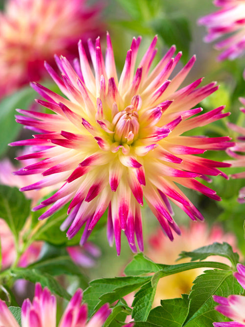 Frigoulet Dahlia Tahiti Sunrise