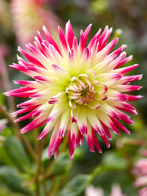 Dahlia Tahiti Sunrise Knöl