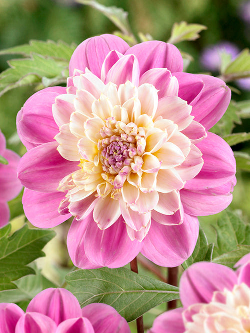 Rosa Dahlia Take Off