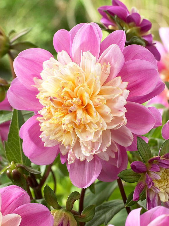 Vårplantering Dahlia Take Off