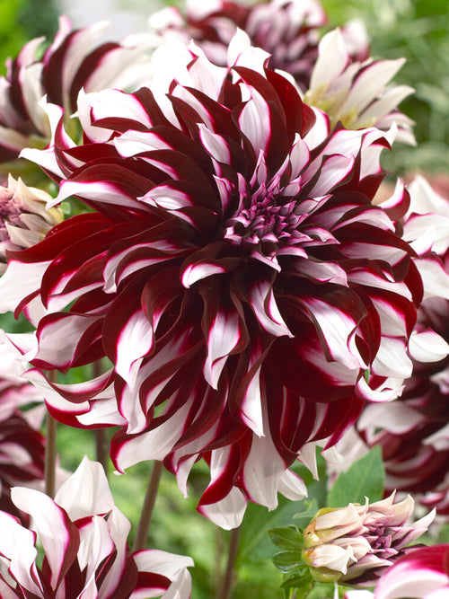 Vårplantering Dahlia Tartan